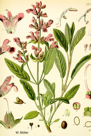 Salvia | Fitoterapia.net