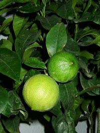 Efecto antidepresivo del aceite esencial de bergamota 