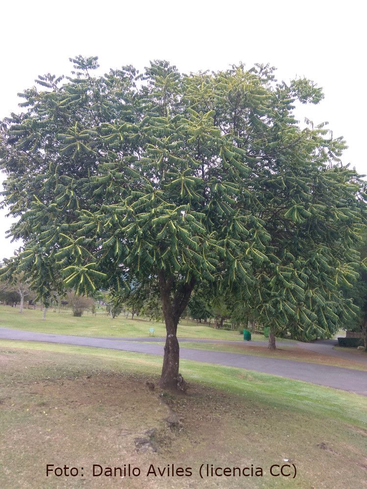 Guazatunga, árbol