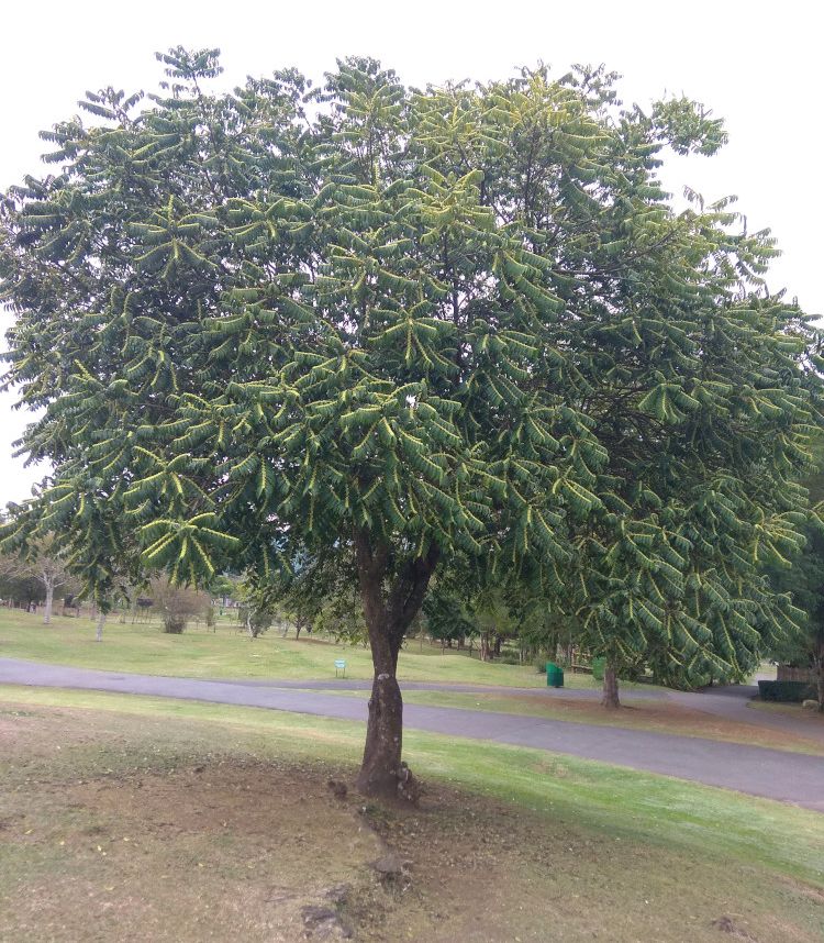 Guazatunga, árbol