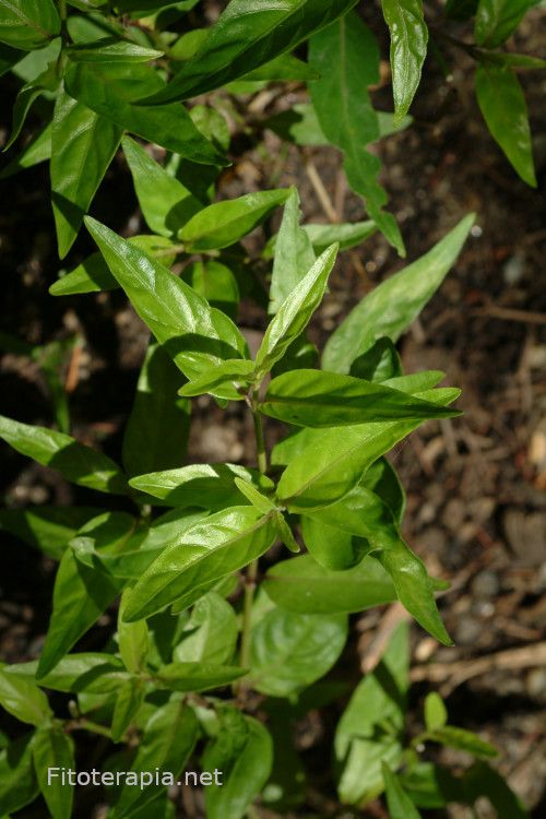 Hoja de <i>Justicia pectoralis</i>. Foto: B. Vanaclocha.