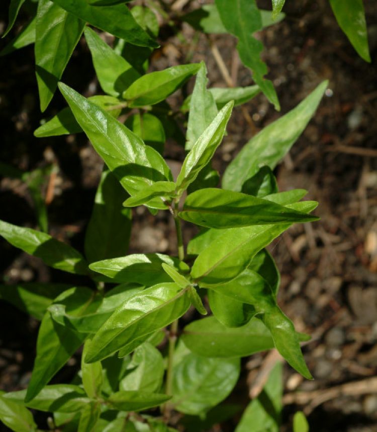 Hoja de <i>Justicia pectoralis</i>. Foto: B. Vanaclocha.