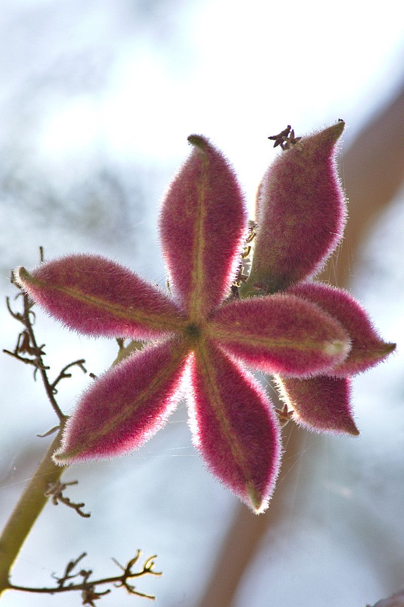 Fruto de <i>Sterculia urens</i>. Foto: S. Harikrishnan (CC)