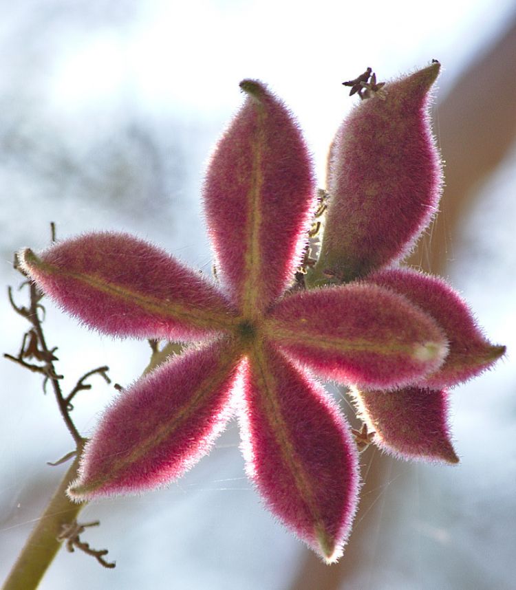 Fruto de <i>Sterculia urens</i>. Foto: S. Harikrishnan (CC)