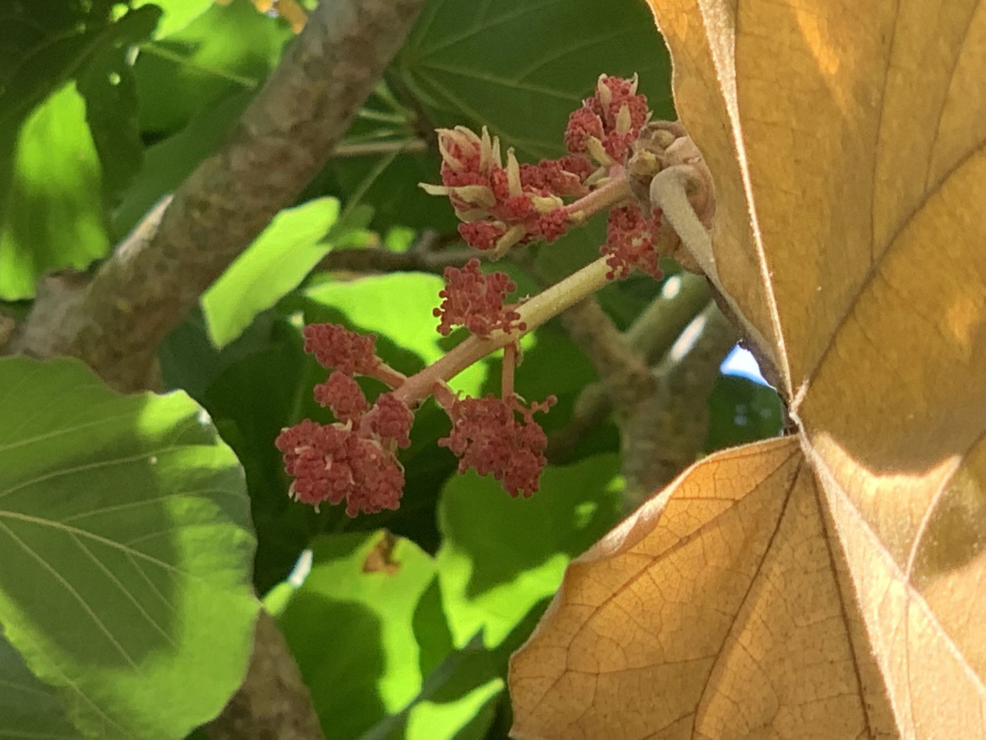 inflorescencia de <i>Sterculia urens</i>. Foto: K. Wagner Reiss (CC)