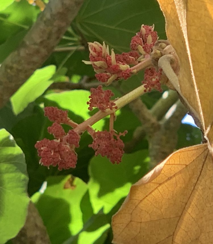 inflorescencia de <i>Sterculia urens</i>. Foto: K. Wagner Reiss (CC)