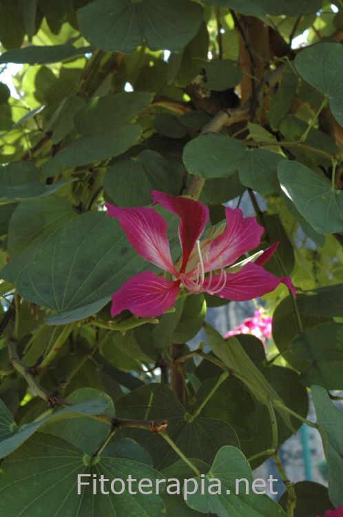 <i>Bauhinia forficata</i>, flor. Foto: B. Vanaclocha