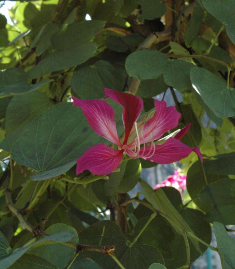 <i>Bauhinia forficata</i>, flor. Foto: B. Vanaclocha