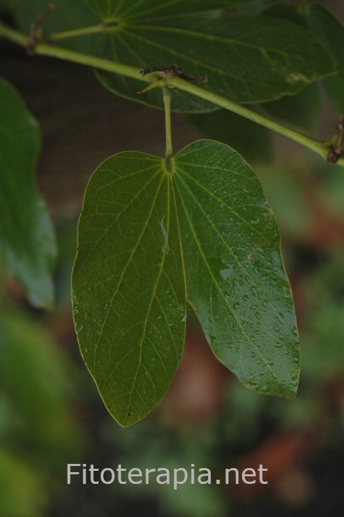 <i>Bauhinia forficata</i>, hoja. Foto: B. Vanaclocha