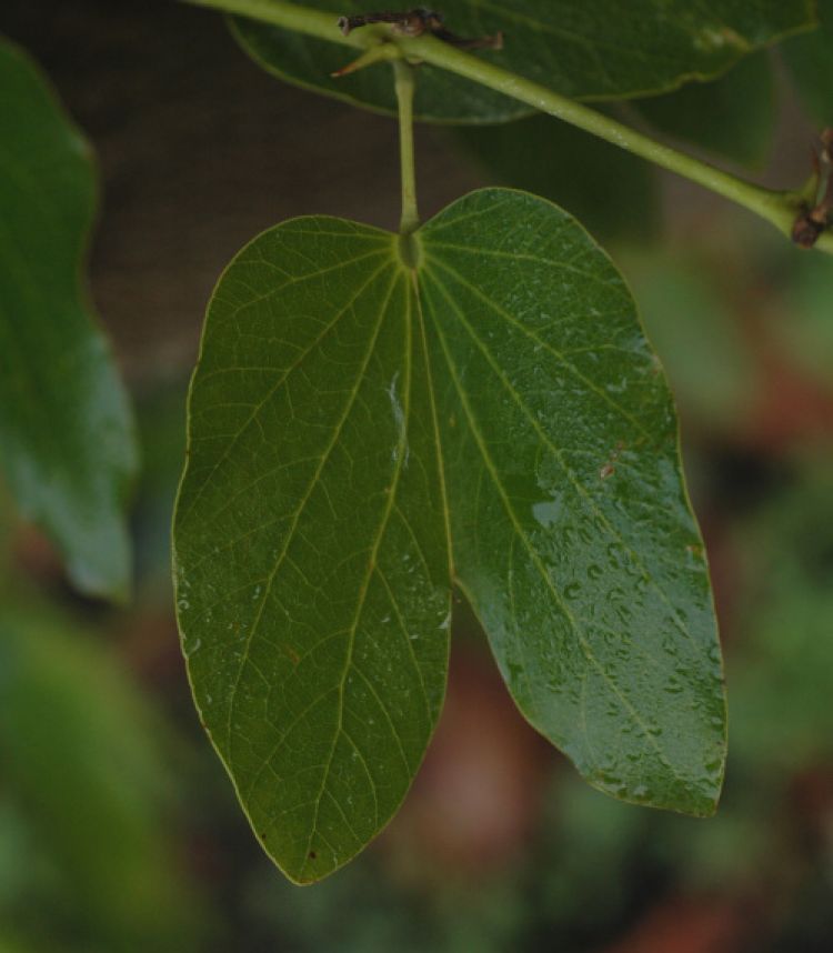 <i>Bauhinia forficata</i>, hoja. Foto: B. Vanaclocha