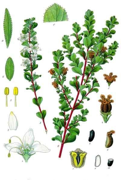 <i>Agathosma betulina</i>. F.E. Köhler (1897)