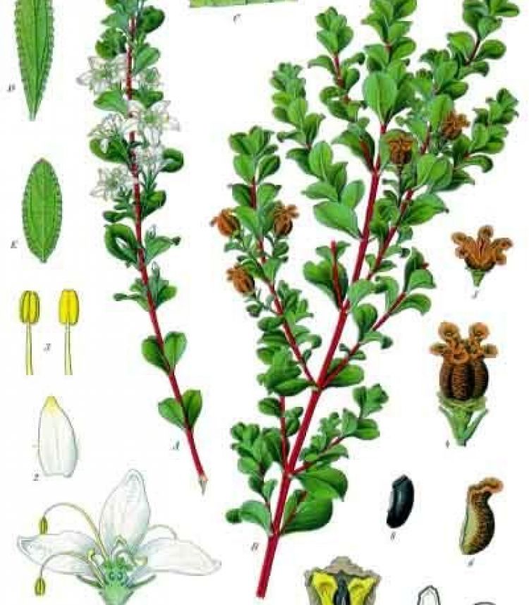 <i>Agathosma betulina</i>. F.E. Köhler (1897)