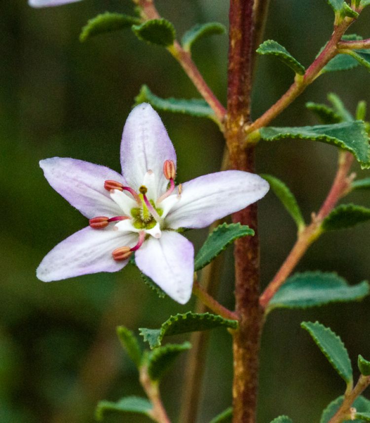 <i>Agathosma betulina</i>. Margriet B., Kleinmond (CC)