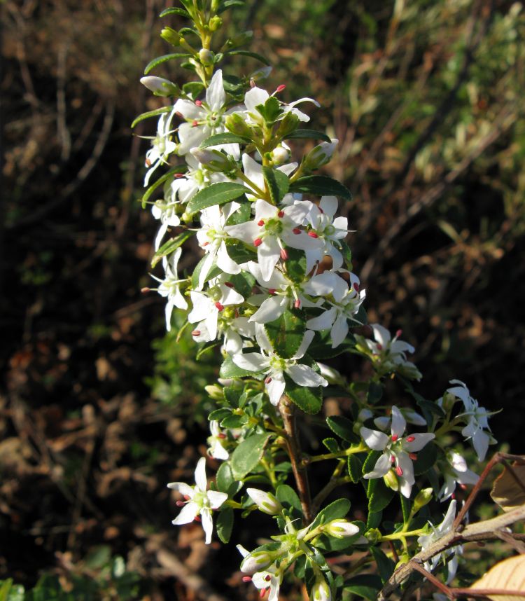 <i>Agathosma crenulata</i>. JonRichfield (CC)