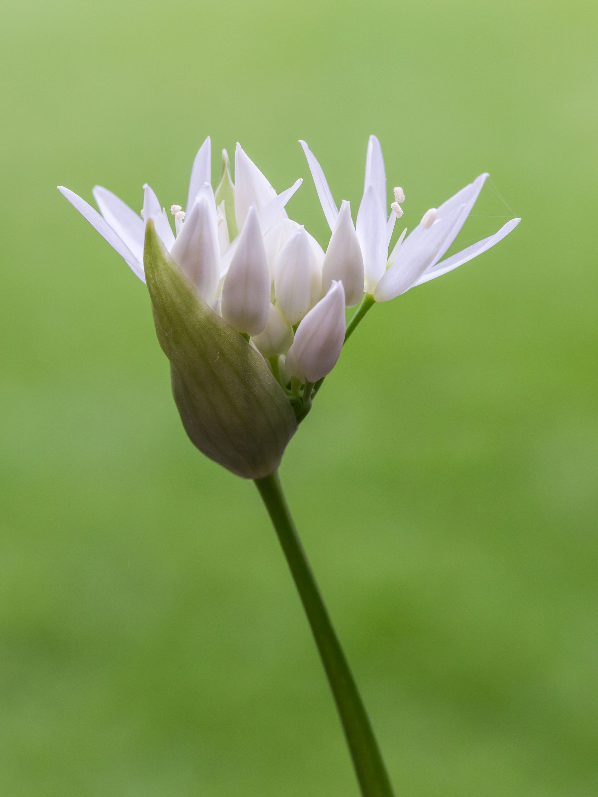 Ajo de oso, flor. D.J. Bergsma (CC)