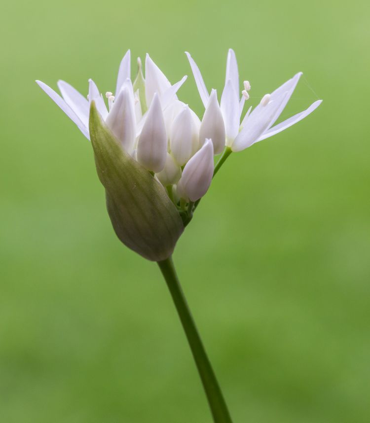 Ajo de oso, flor. D.J. Bergsma (CC)