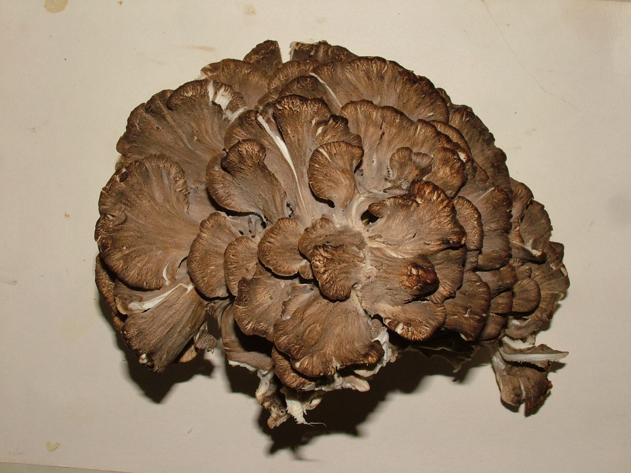 Maitake. Sinisa Radic (CC)