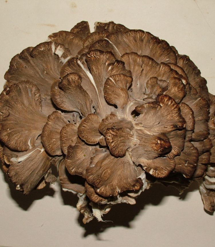 Maitake. Sinisa Radic (CC)