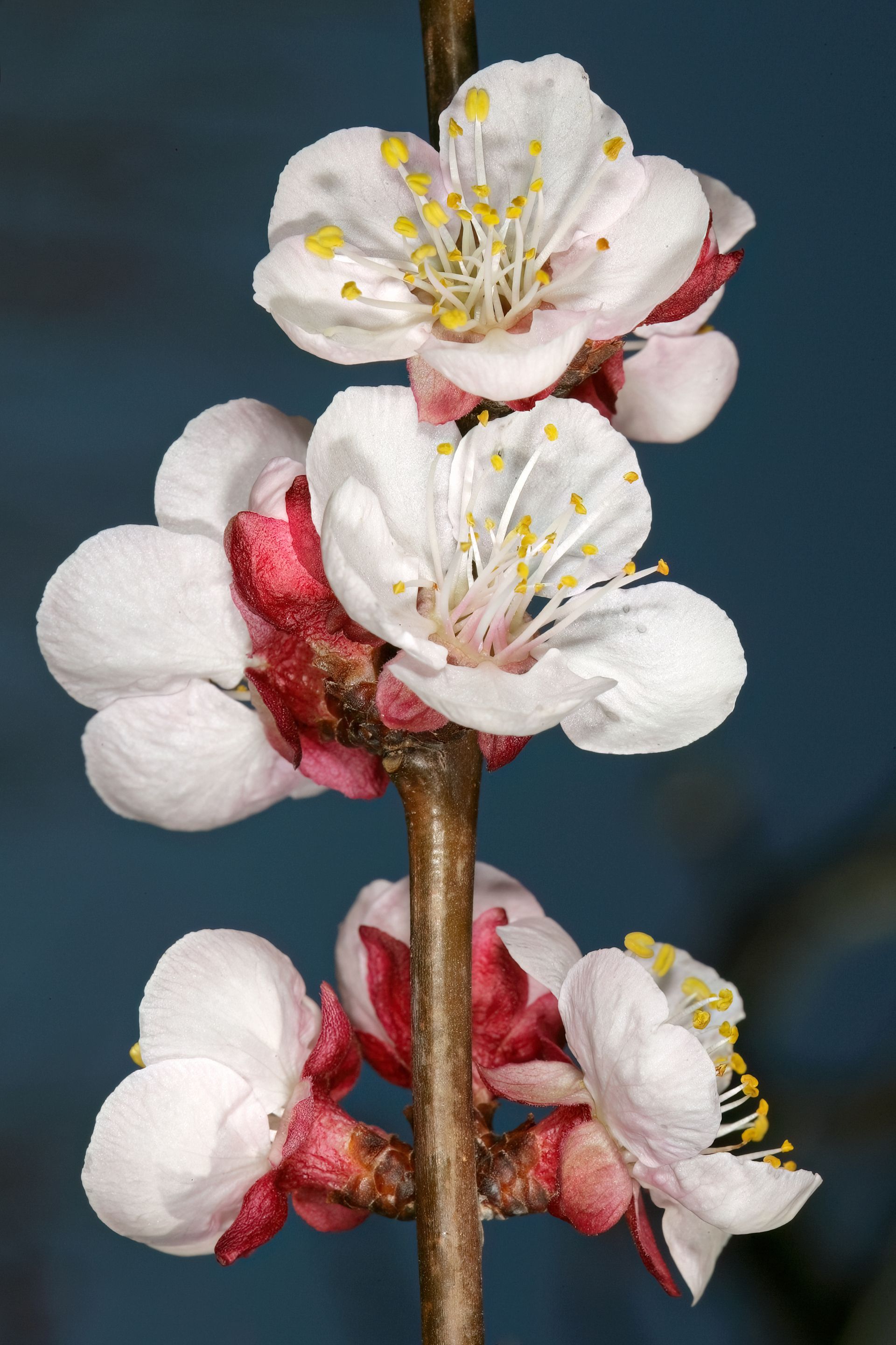 Albaricoquero en flor. SAplants (CC)