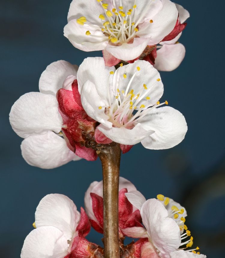 Albaricoquero en flor. SAplants (CC)