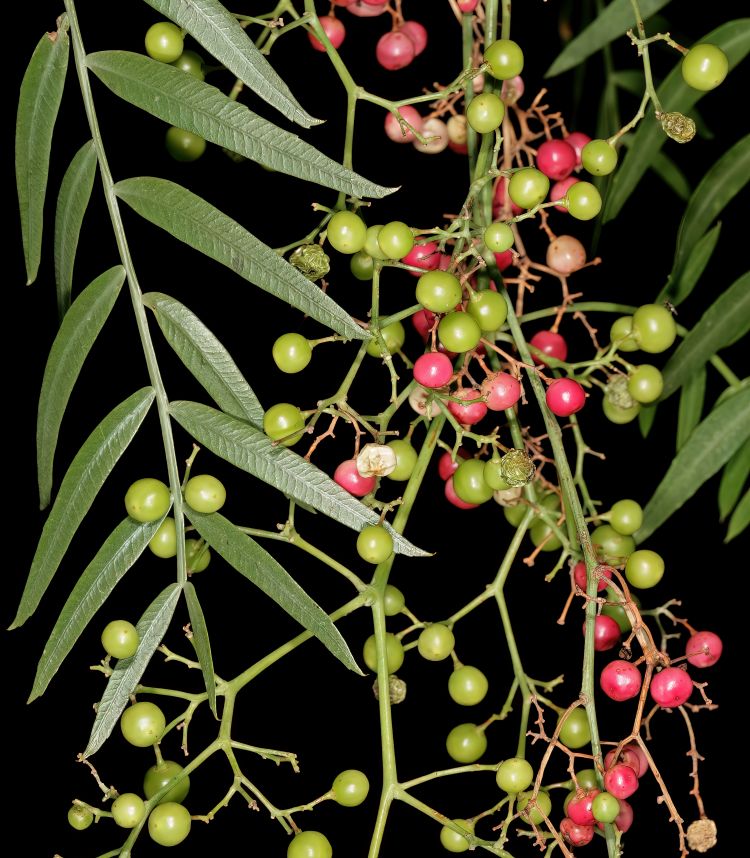 Molle, Hoja y fruto. Foto: SAplants (CC)