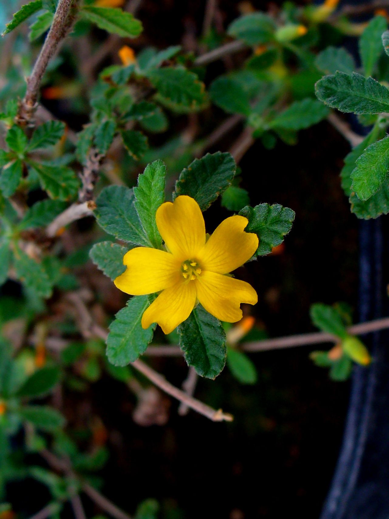 Hoja y flor de damiana. H. Zell (CC)