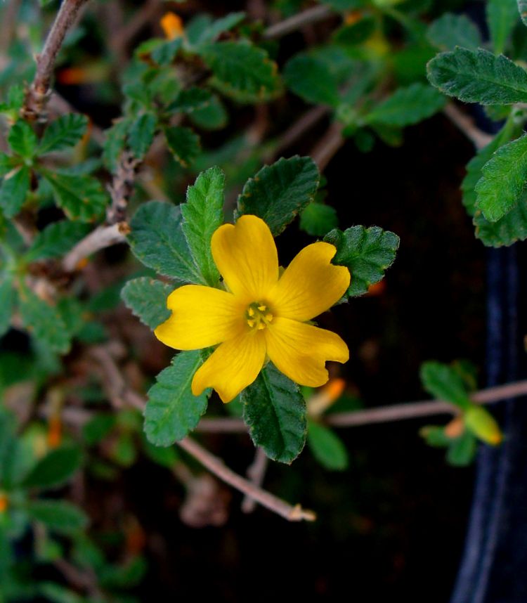 Hoja y flor de damiana. H. Zell (CC)